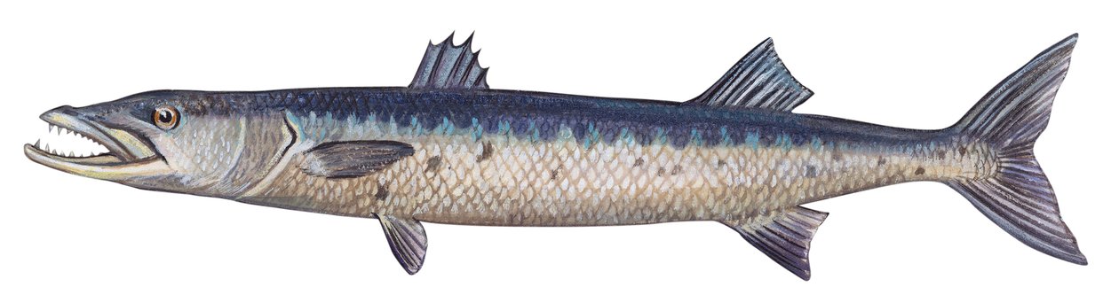 Barrakuda - Großer Barrakuda (Sphyraena barracuda) von Unbekannter Künstler