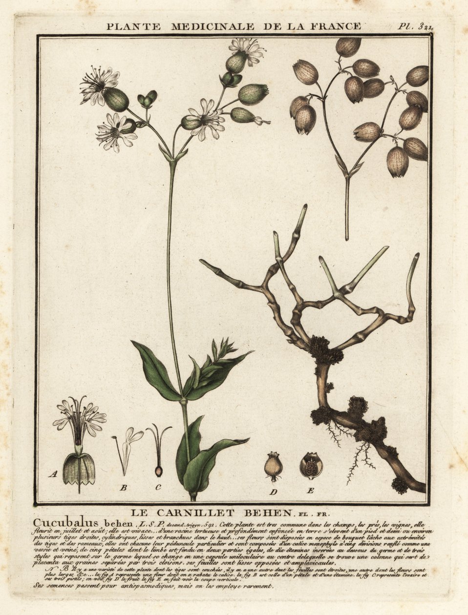 Gewöhnliches Leimkraut, Silene vulgaris von Unbekannter Künstler