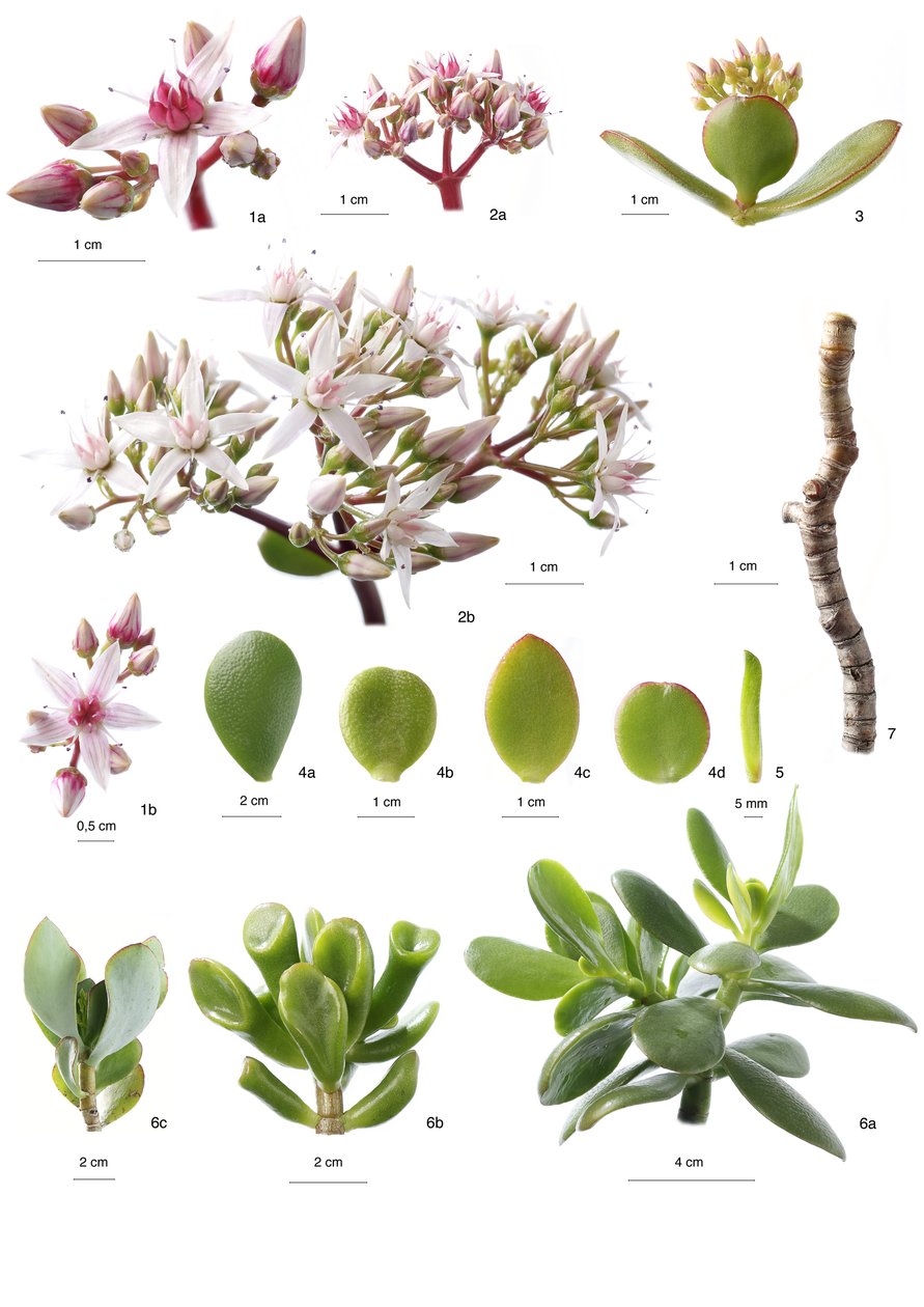 Botanische Tafel Crassula ovata von Unbekannt
