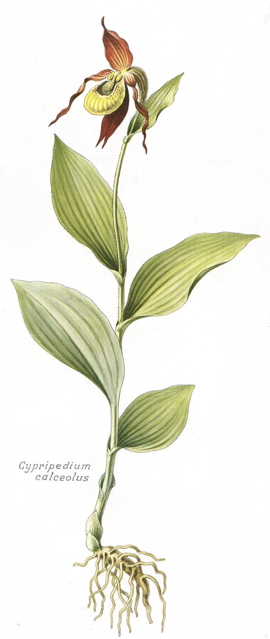 Botanische Tafel / Cypripedium calceolus / Frauenschuh von Unbekannt