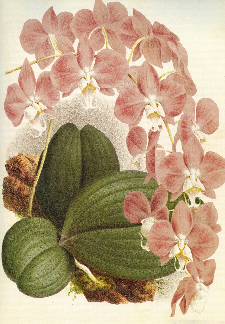 Botanische Tafel/Phalaenopsis sanderiana/Lindenia von Unbekannt