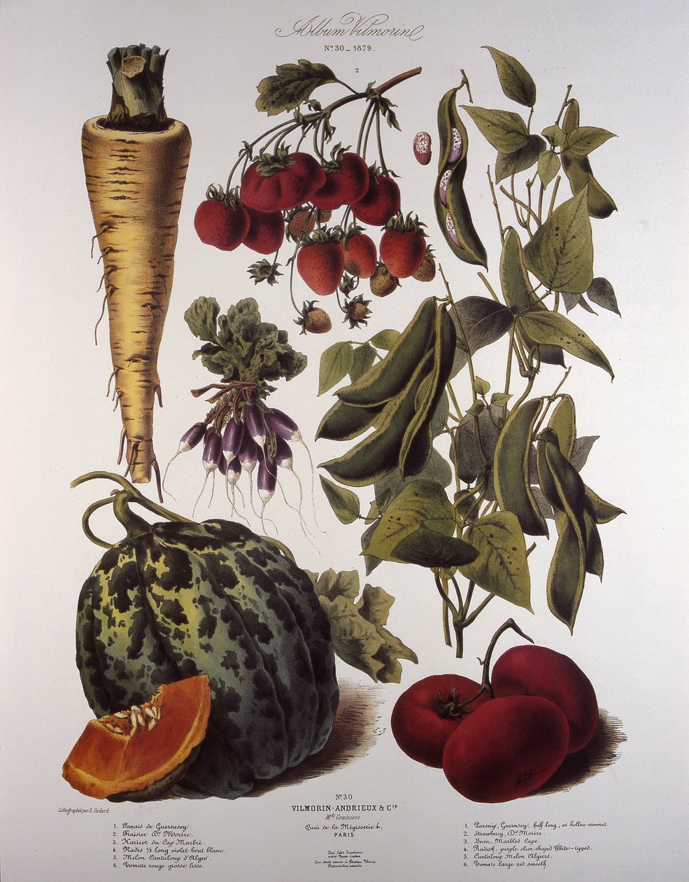 Botanische Tafel/Vilmorin von Unbekannt