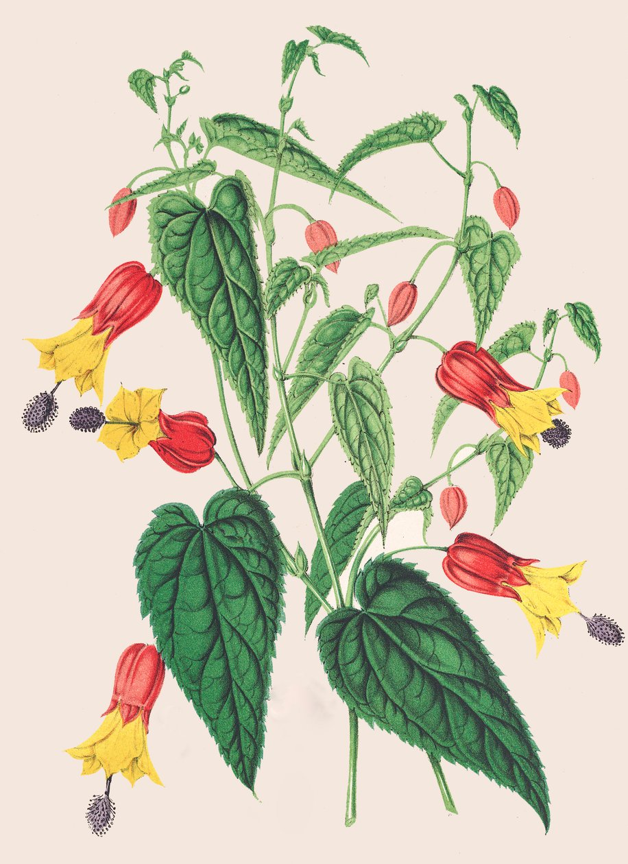 Botanische Illustration Abutilon megapotamicum Abutilon von Unbekannter Künstler