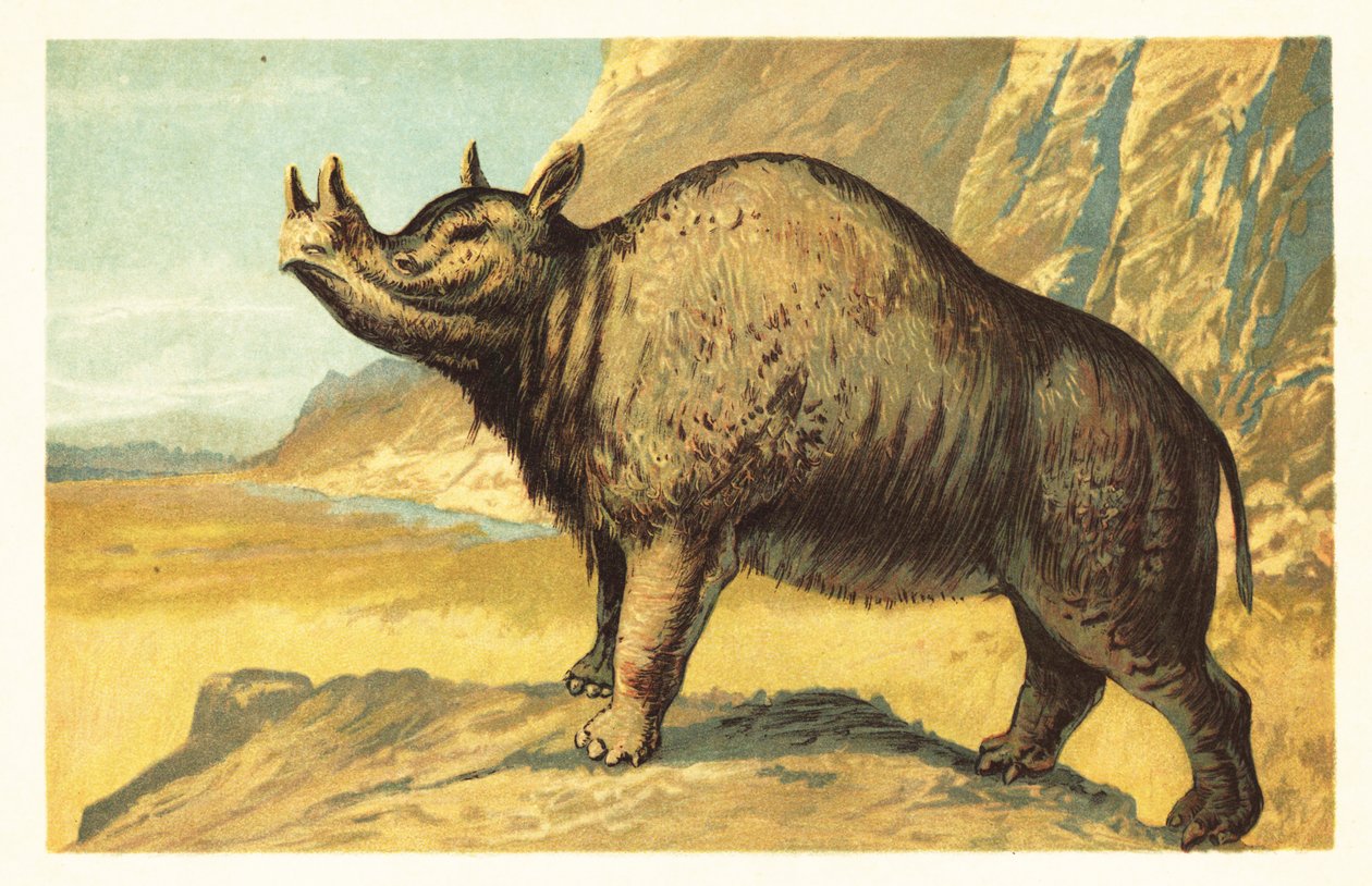 Brontops robustus oder Megacerops robustus. 1908 (Lithografie) von Unbekannter Künstler