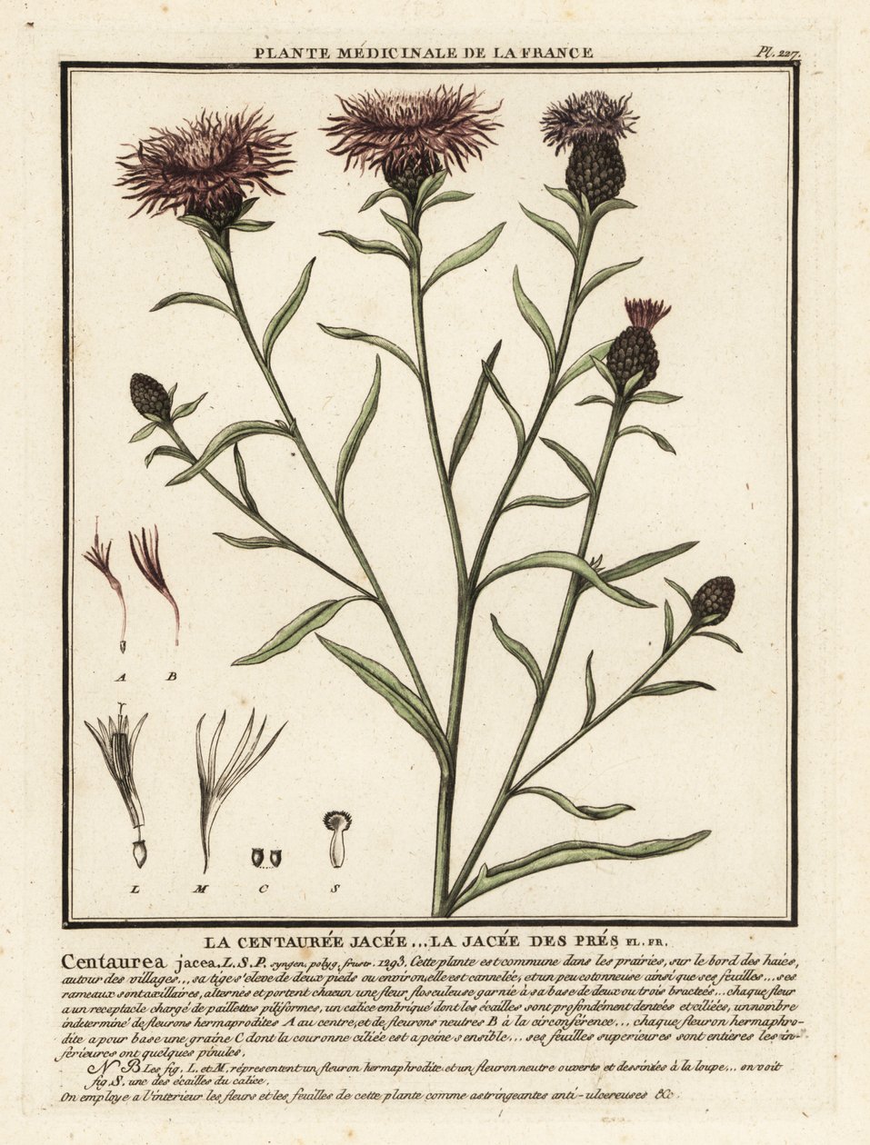 Wiesen-Flockenblume, Centaurea jacea von Unbekannter Künstler
