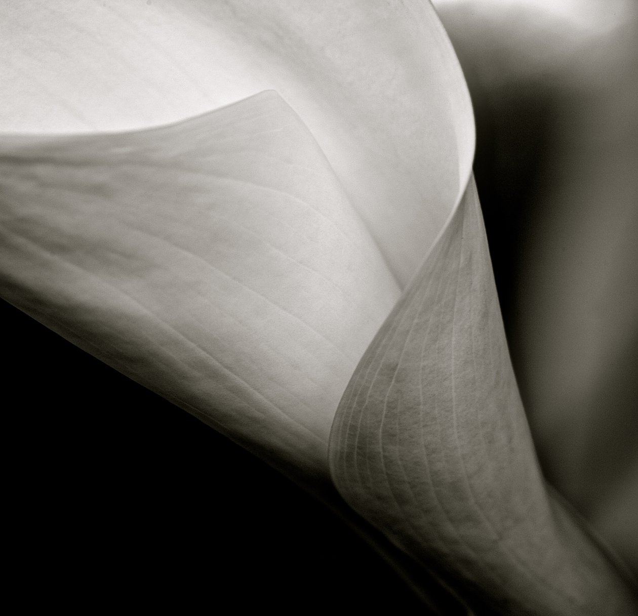 Callalilie, 2015 (s/w Foto) von William M. Timlin