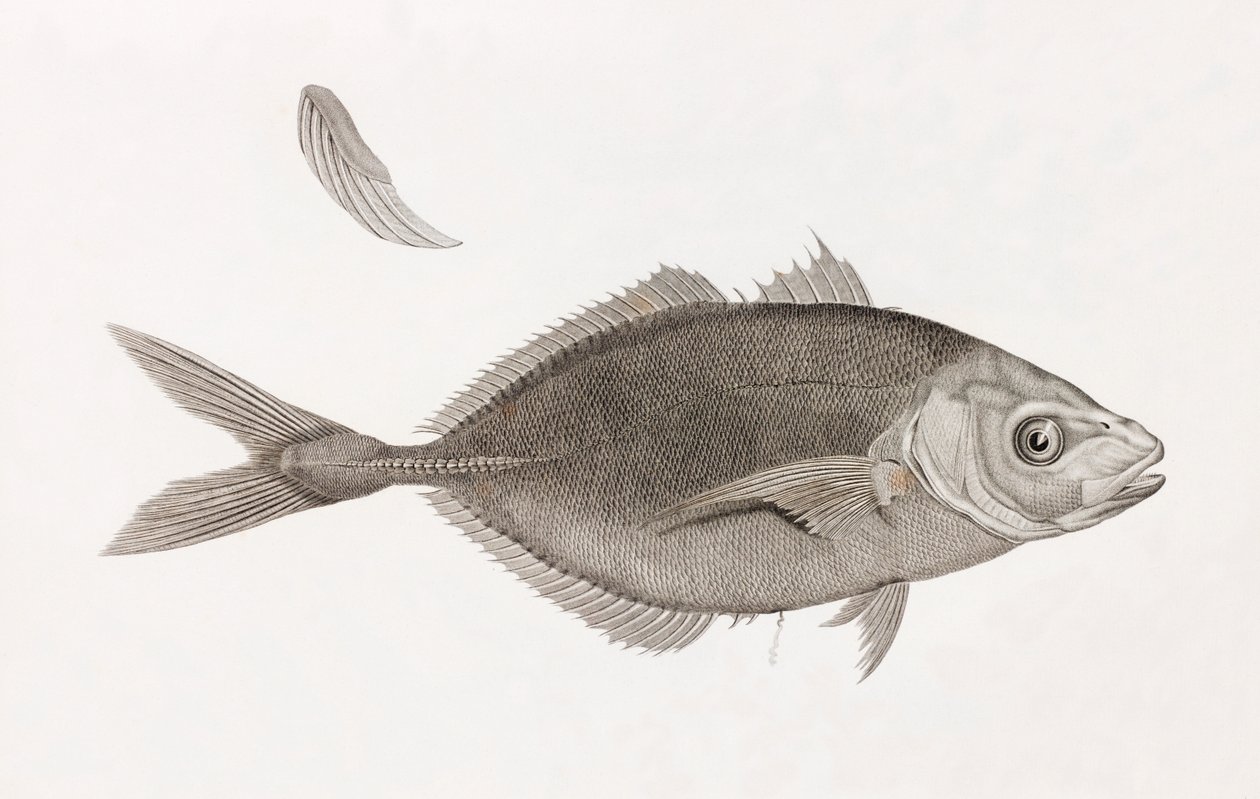 Caranx Lune (Nahaufnahme) von Unbekannt