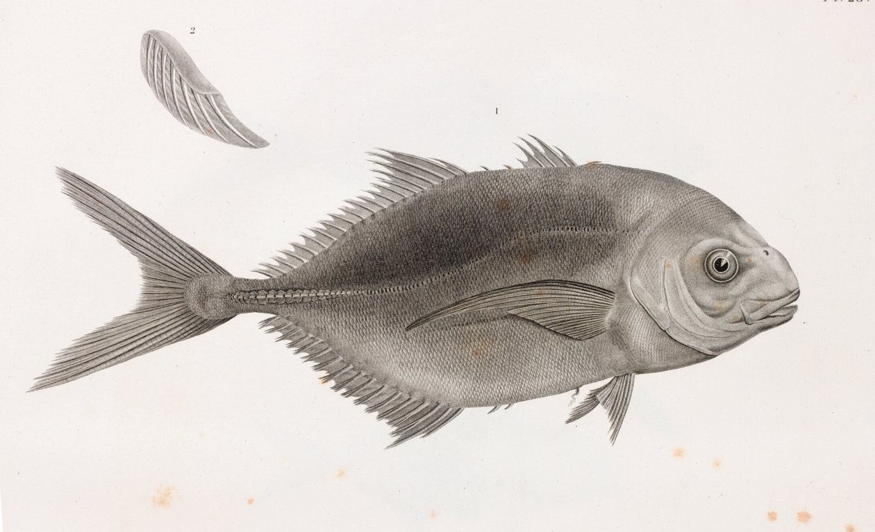 Caranx Sauteur (Nahaufnahme) von Unbekannt