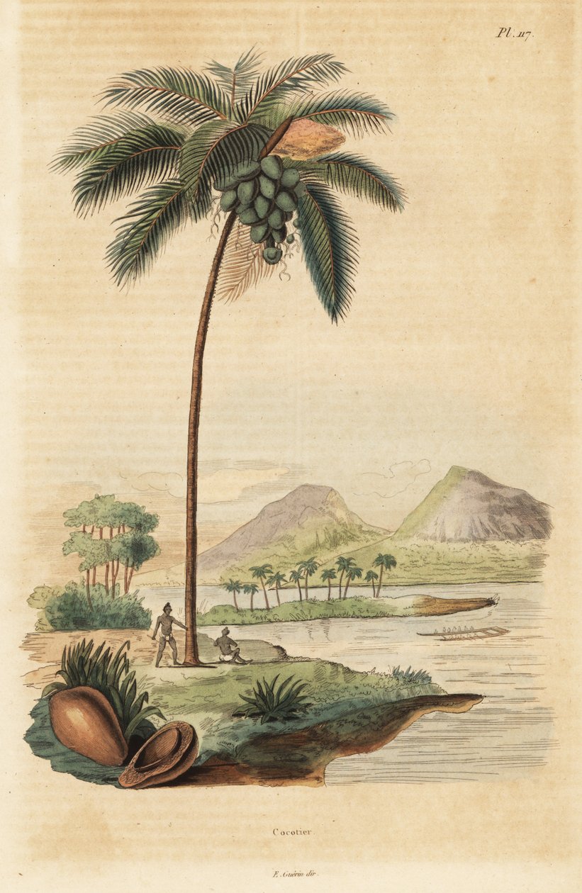 Kokosnussbaum, Cocos nucifera von Unbekannt