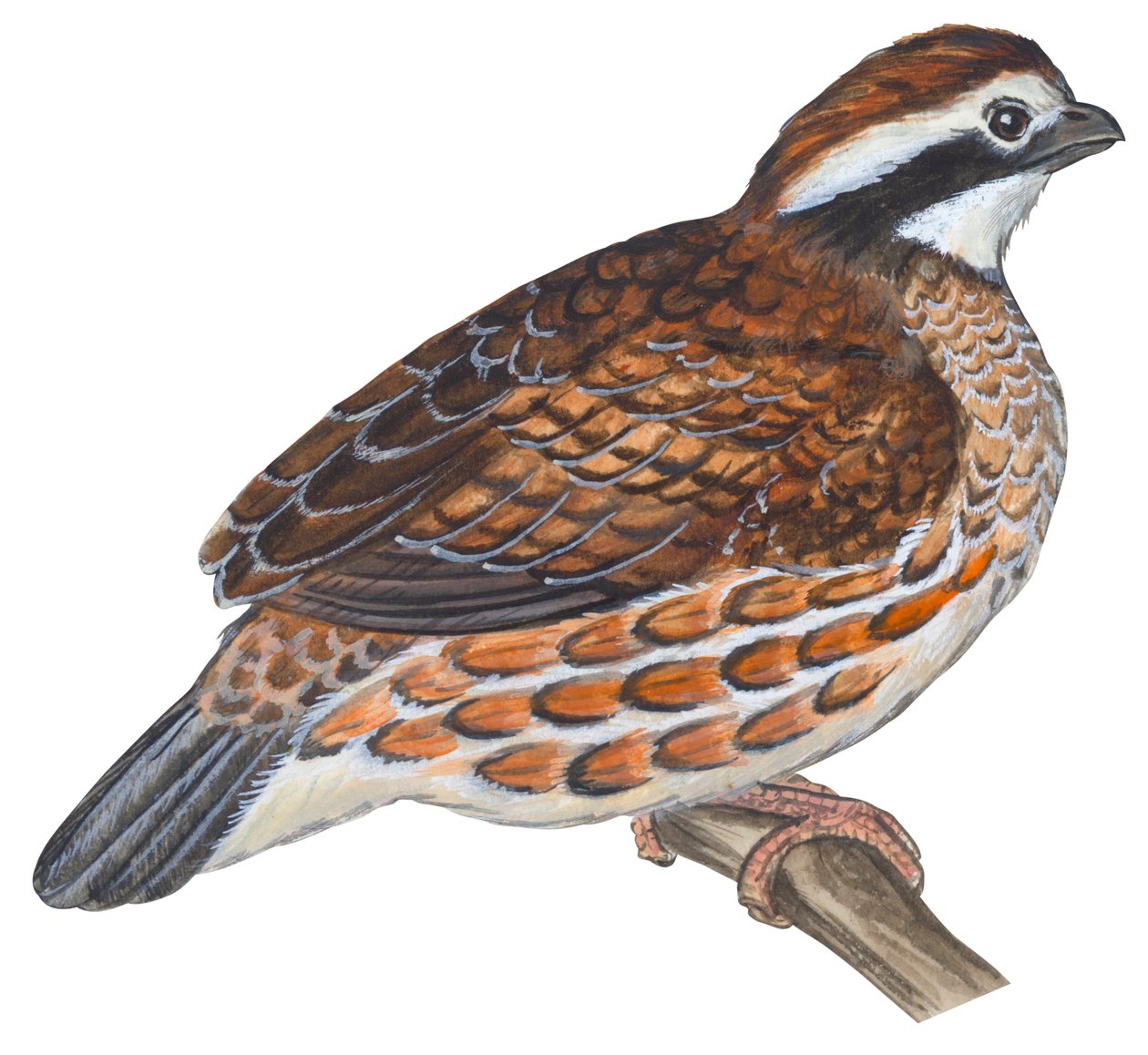 Virginiawachtel (Colinus virginianus) von Unbekannter Künstler