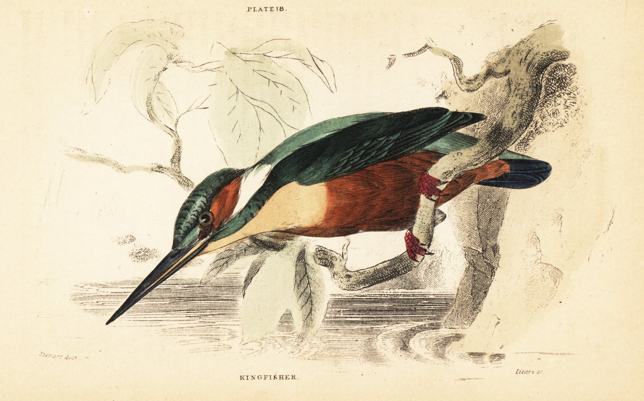 Eisvogel, Alcedo atthis (Stich) von Unbekannter Künstler