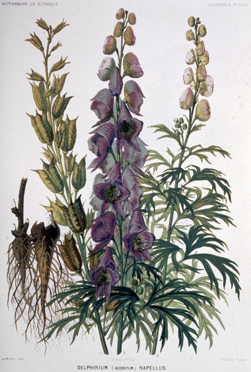Delphinium Napellus von Unbekannter Künstler