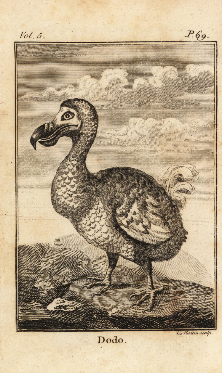 Dodo, Raphus cucullatus, ausgestorbener Vogel von Unbekannt