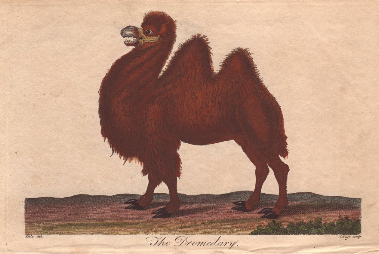 Dromedar Camelus dromedarius von Unbekannter Künstler