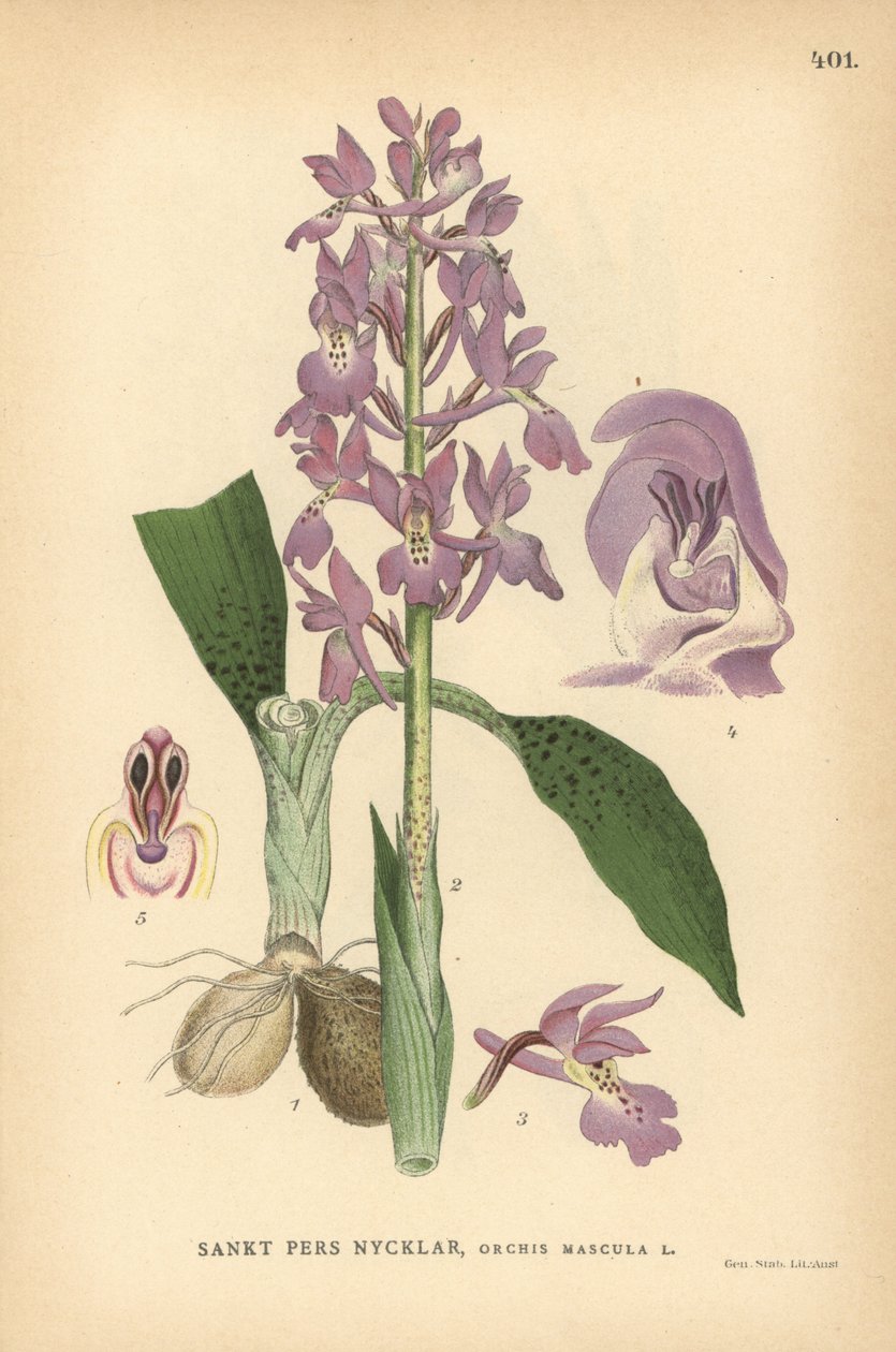 Frühe Purpurorchidee, Orchis mascula von Unbekannter Künstler