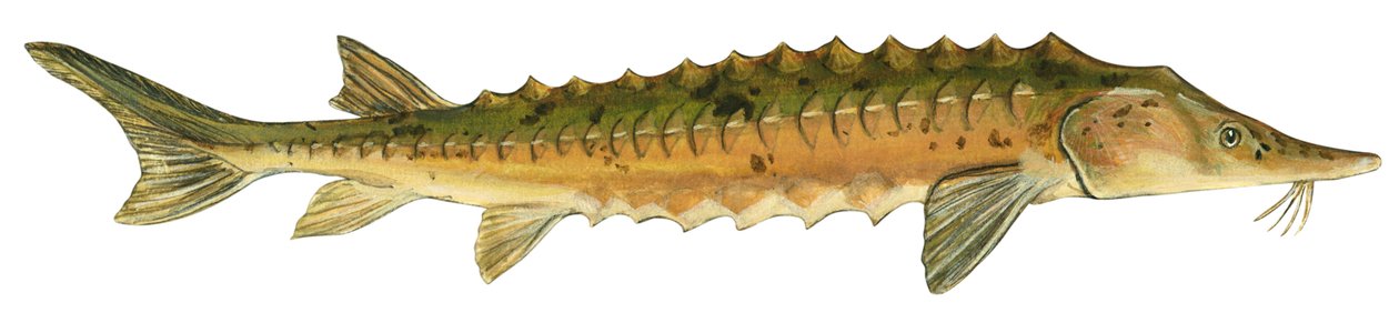 Gelber Stör - Seestör (Acipenser fulvescens) von Unbekannter Künstler