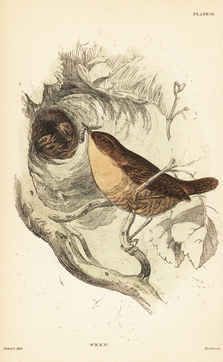 Eurasischer Zaunkönig, Troglodytes troglodytes. 1889 (Gravur) von Unbekannter Künstler