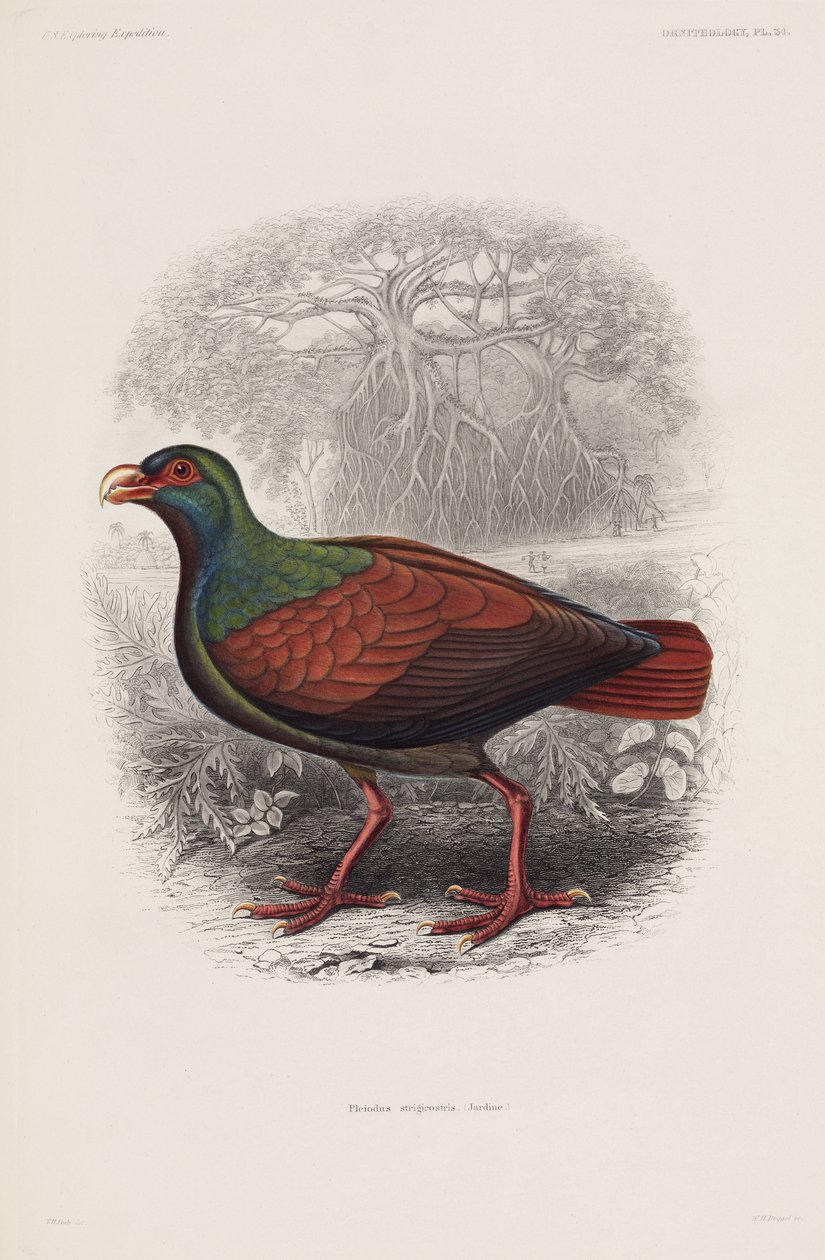 Exotischer Vogel von Unbekannt