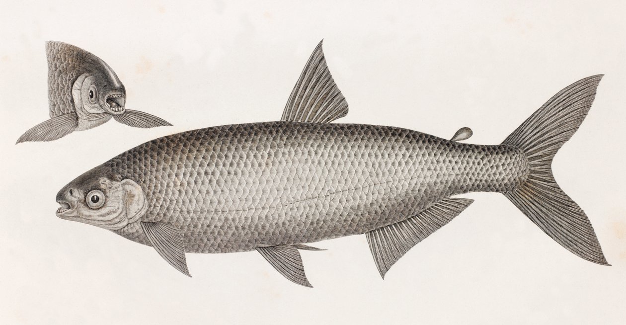 Fische: Le Characin von Unbekannt