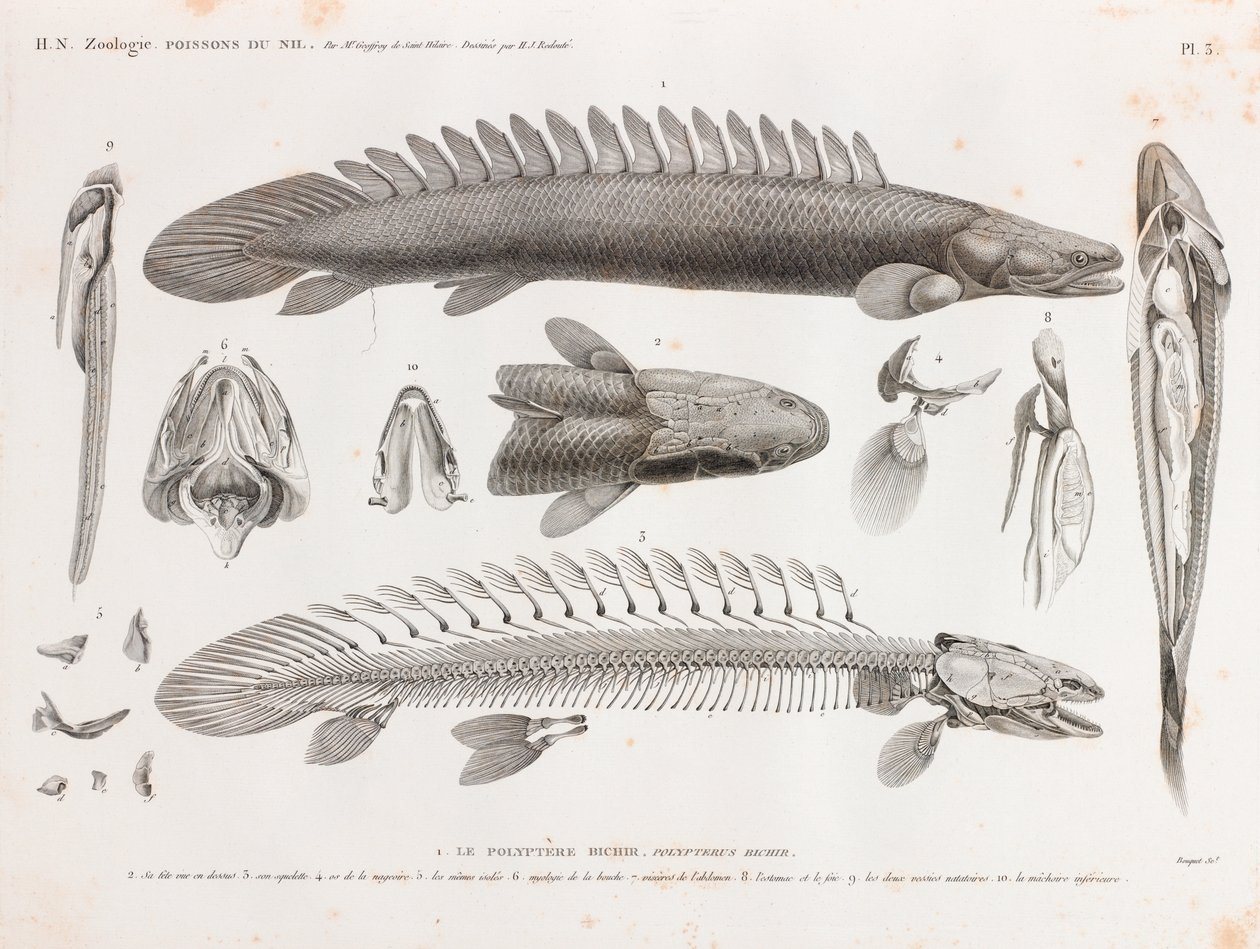 Fische: Le Polyptere Bichir, Anatomie von Unbekannt