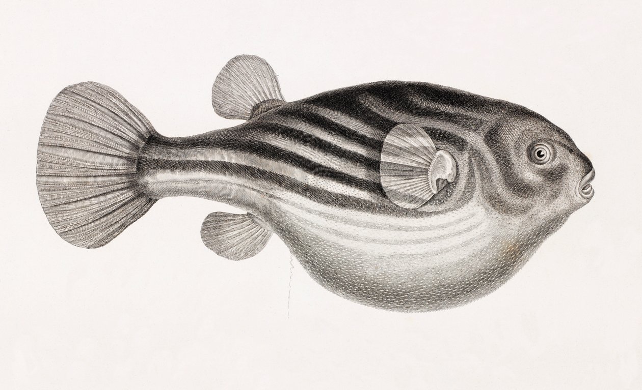 Fische: Tetrodon (Nahaufnahme) von Unbekannt