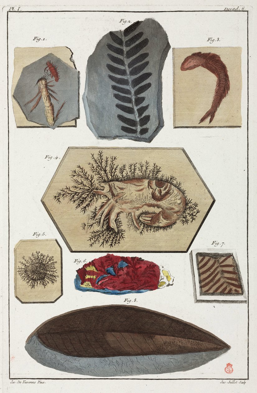 Fossilien, prähistorisch von Unbekannt