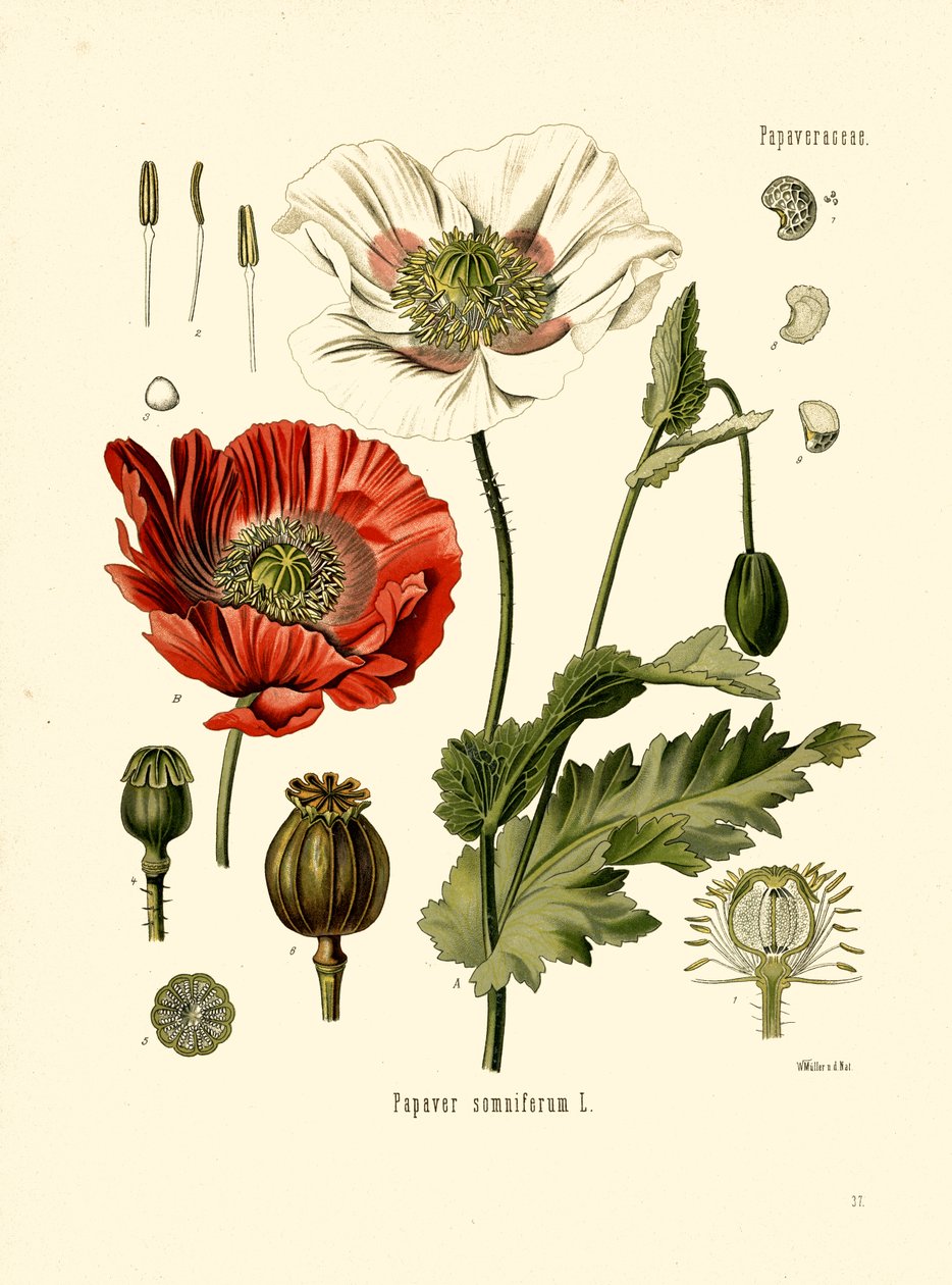 Gartenmohn von Unbekannter Künstler