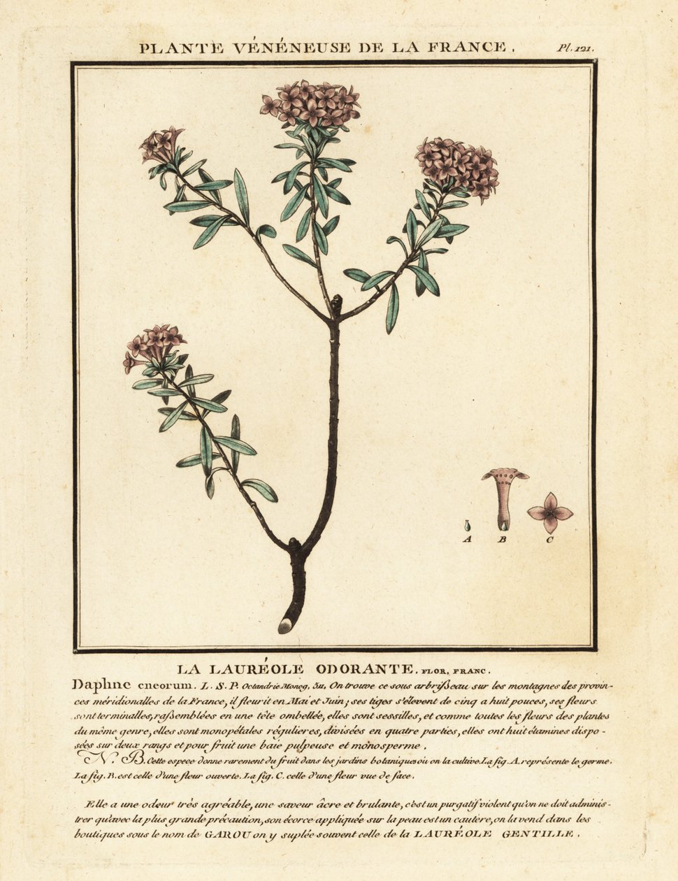 Seidelbast, Daphne cneorum von Unbekannter Künstler