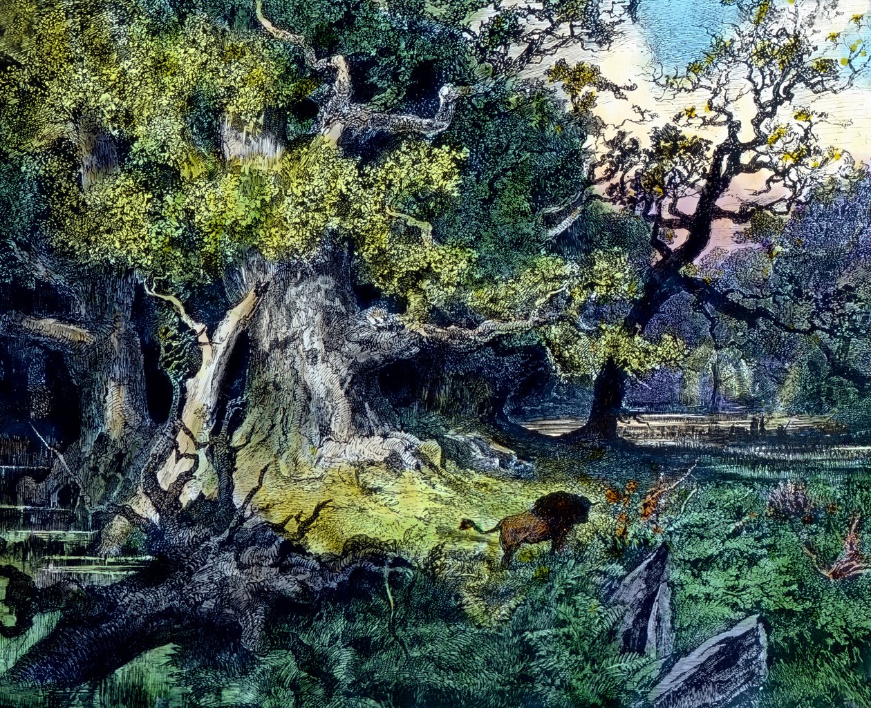Deutscher Wald von Unbekannter Künstler