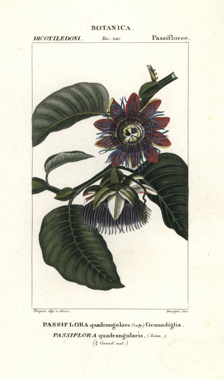 Riesen-Granadilla von Unbekannter Künstler