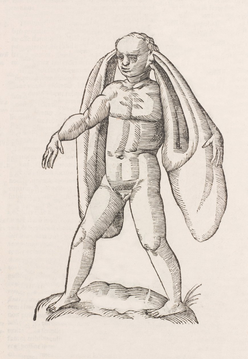 Homo fanesius auritus von Unbekannt