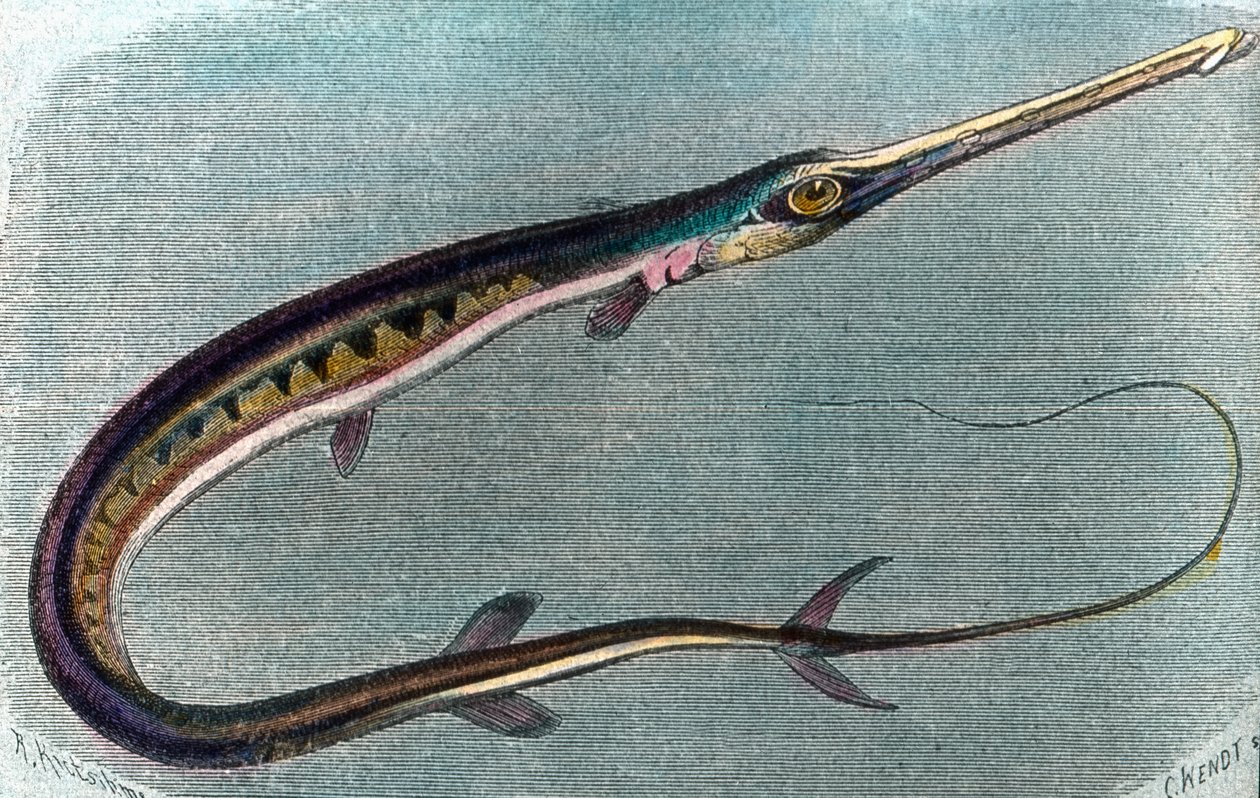 Illustration eines Schwertfischs (Xiphias gladius) von Unbekannter Künstler