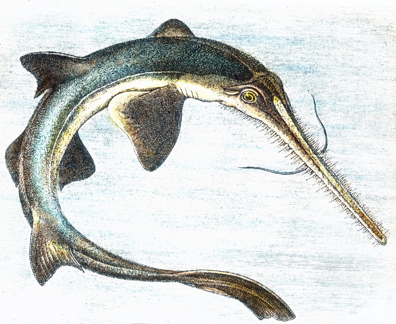 Illustration eines Schwertfischs (Xiphias gladius) von Unbekannter Künstler