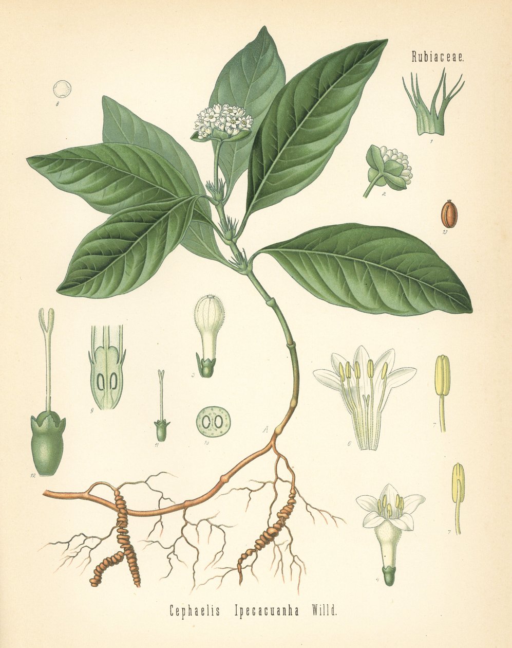 Ipecacuanha, Carapichea ipecacuanha. Chromolithographie nach einer botanischen Illustration aus Hermann Adolph Koehler