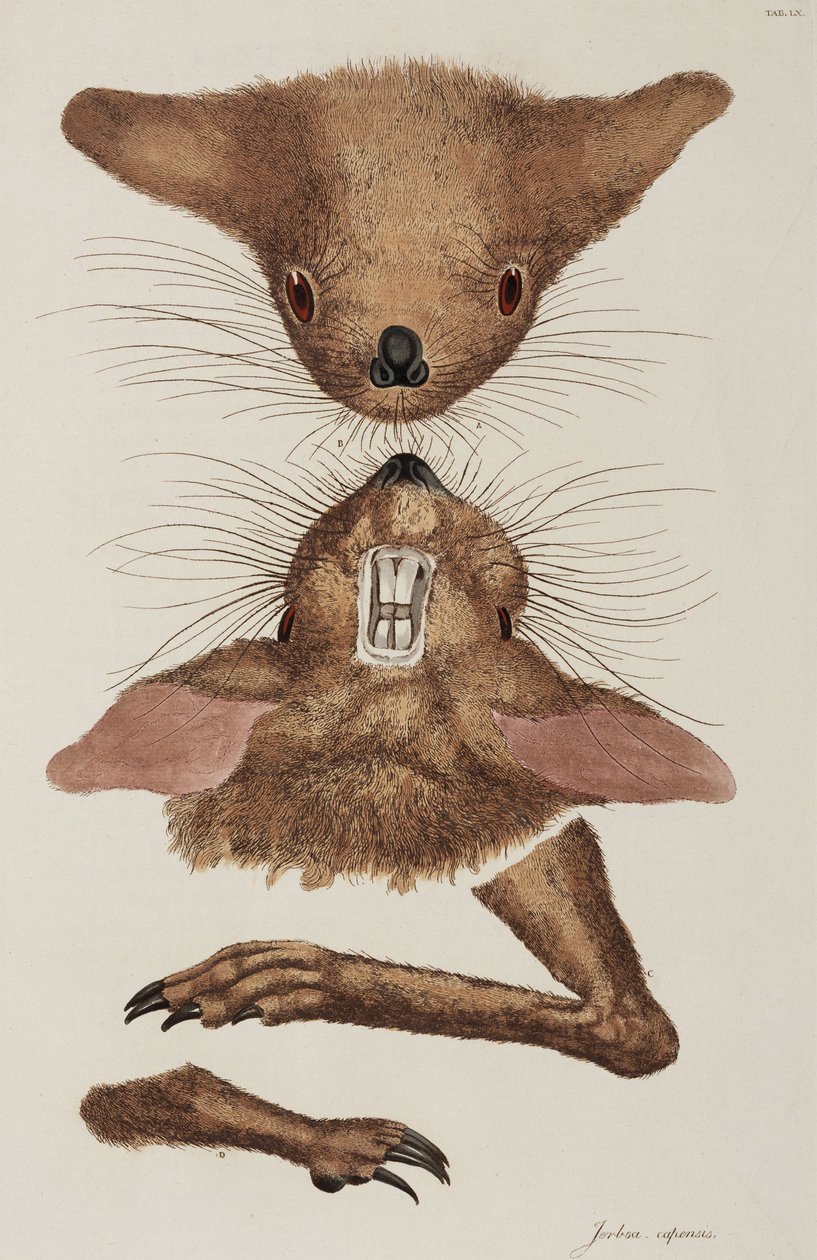 Springmaus von Unbekannter Künstler
