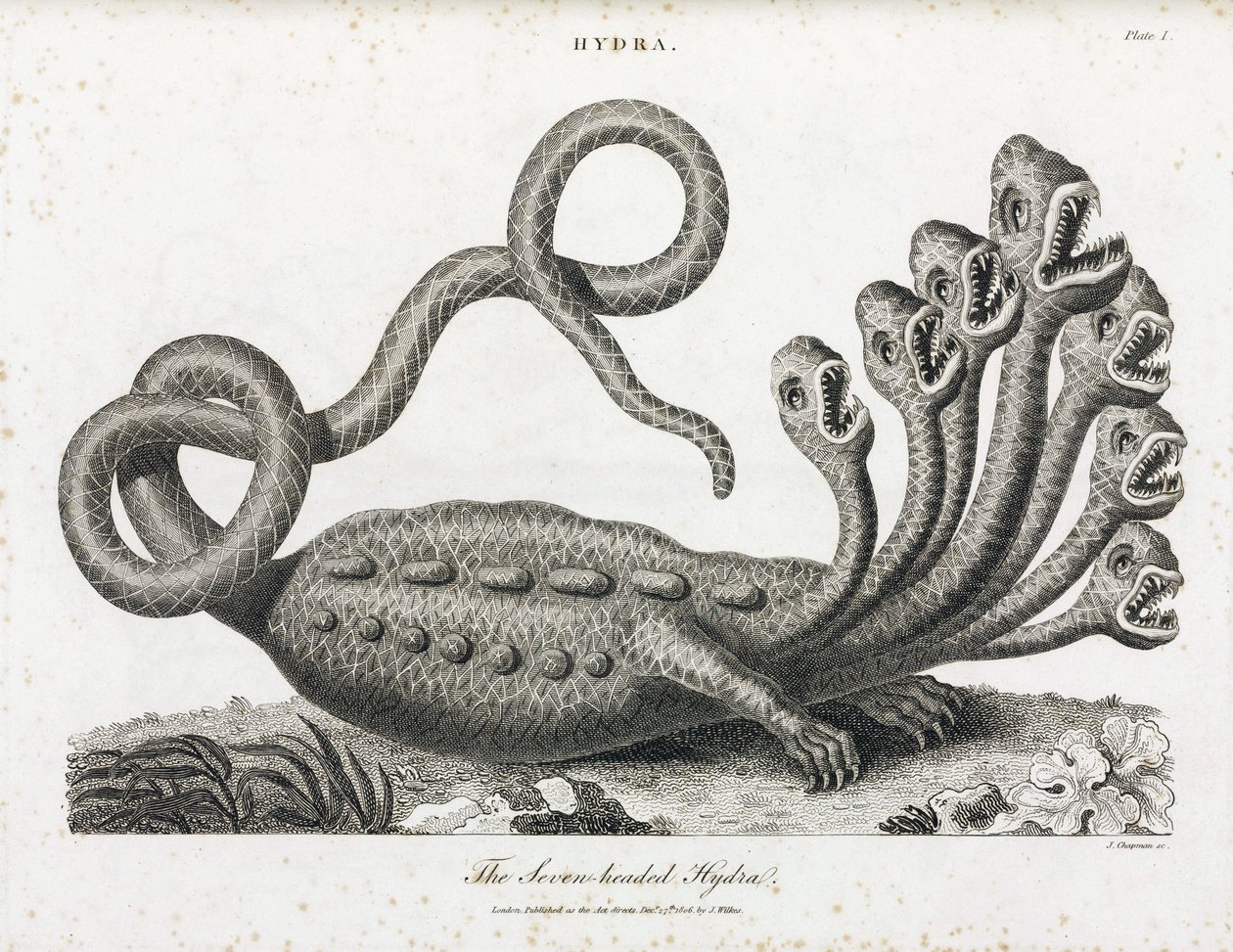 Die siebenköpfige Hydra von Unbekannt