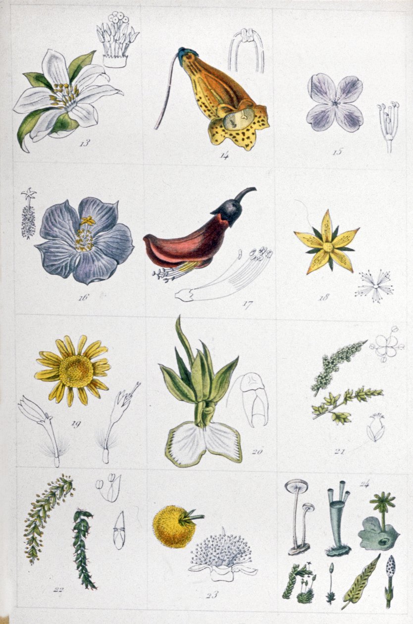 Linné-System, ca. 1850 von Unbekannter Künstler