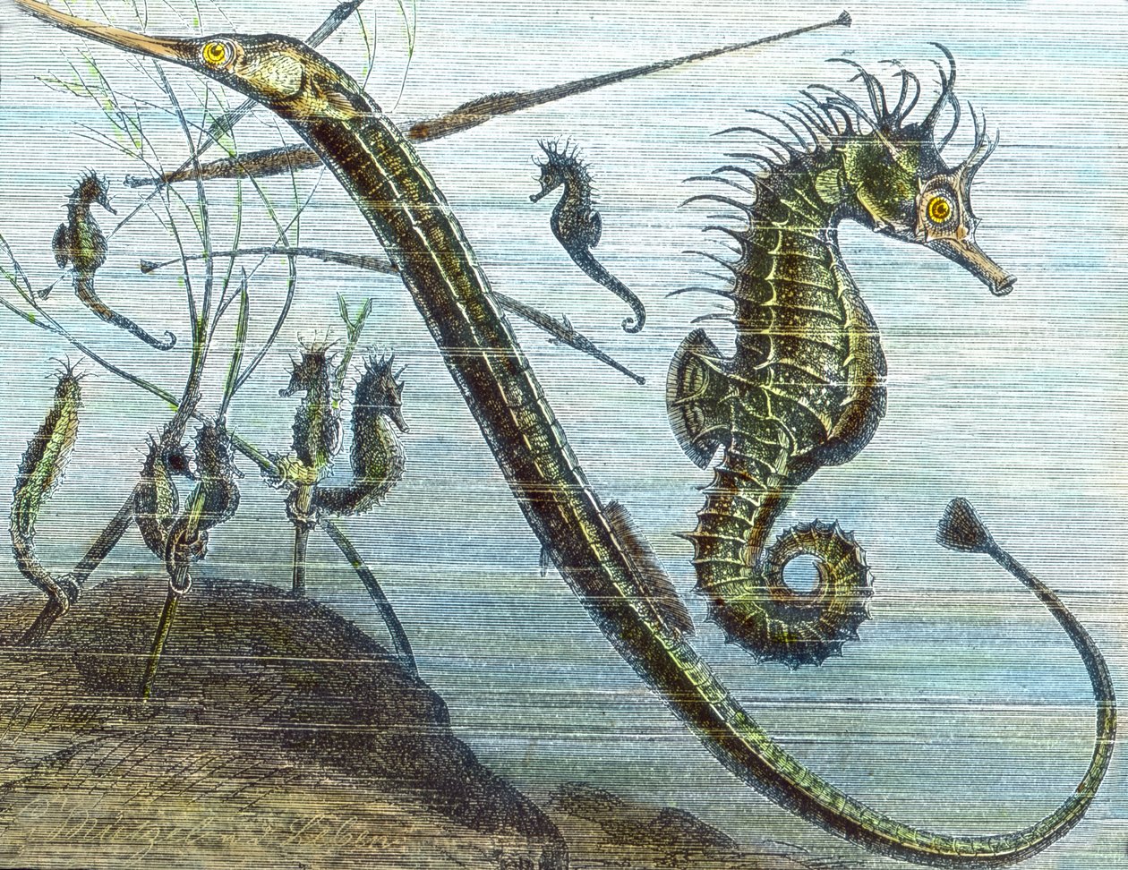 Leben im Meer von Unbekannter Künstler