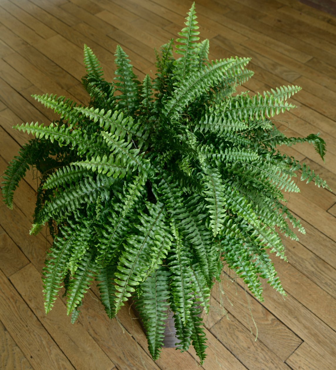 Nephrolepis exaltata, Farn in einem Haus von Benjamin Baud
