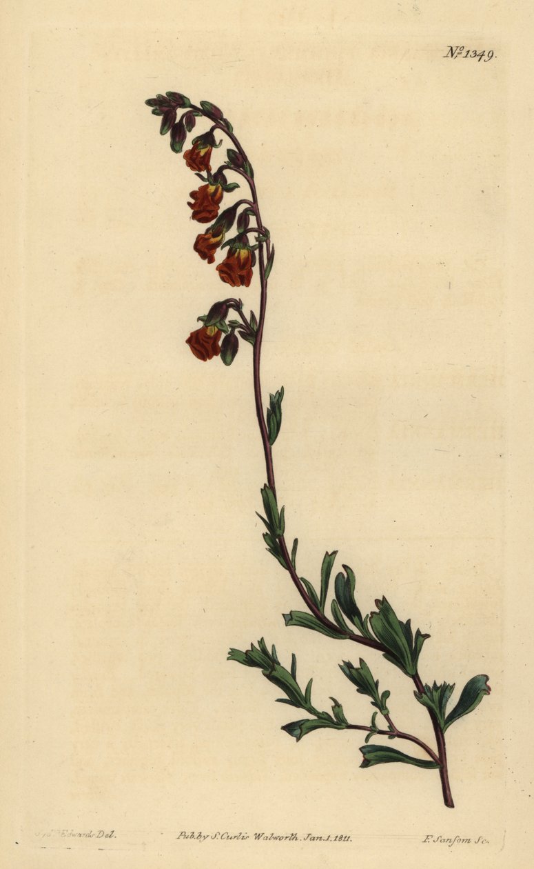Nachtriechende Hermannia, Hermannia flammea von Unbekannt