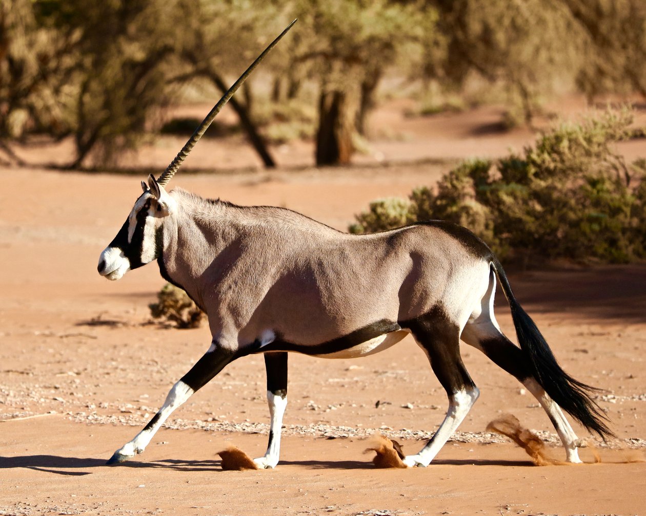 Oryx, Namib-Wüste von Unbekannter Künstler