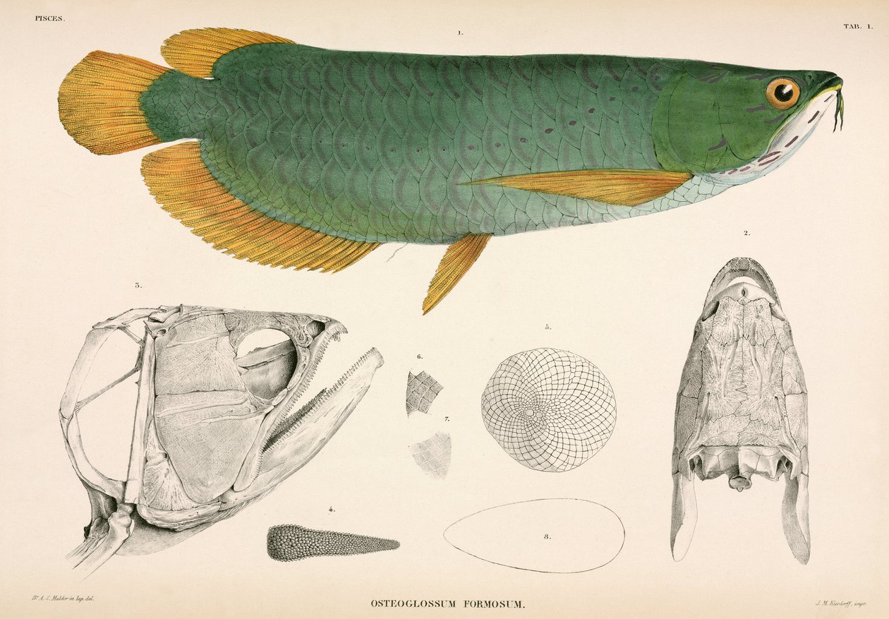 Osteoglossum formosum, Indonesien von Unbekannter Künstler