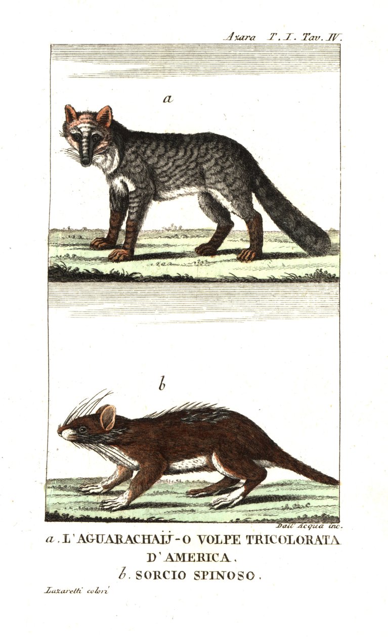 Pampasfuchs oder Aguarachay von Unbekannter Künstler