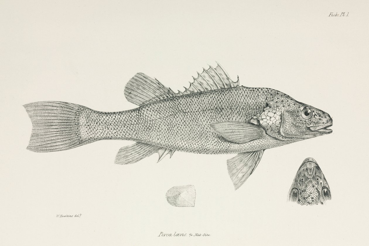 Barsch, ca. 1832-1836 von Unbekannt