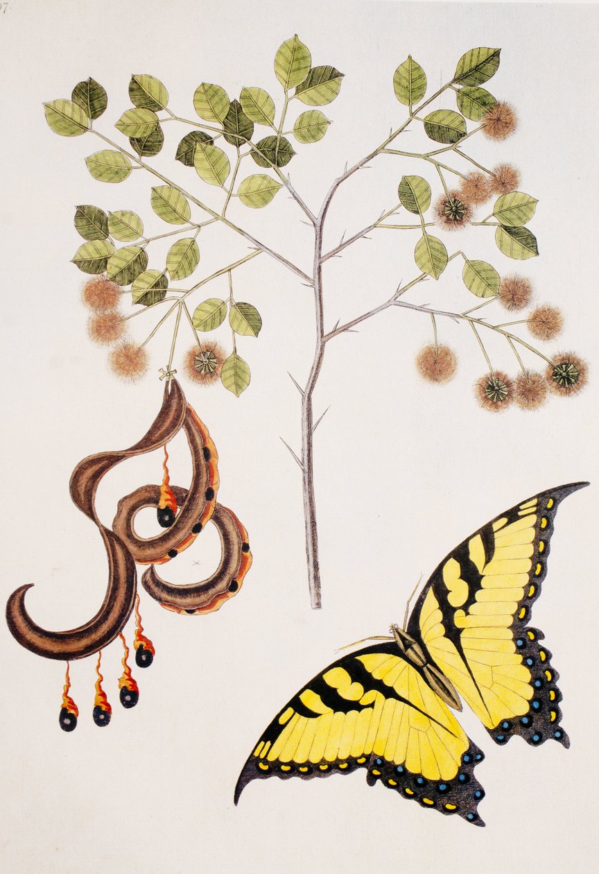 Pithecolobium unguiscati von Unbekannt