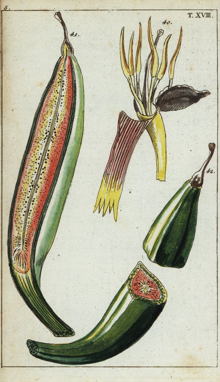 Kochbananen, Musa x paradisiaca von Unbekannter Künstler