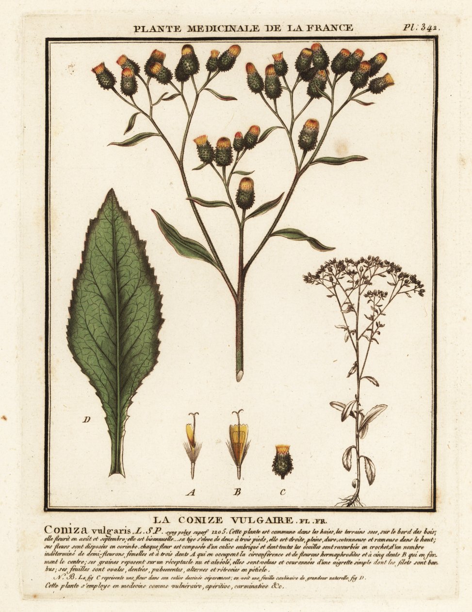 Alant, Inula conyza von Unbekannter Künstler