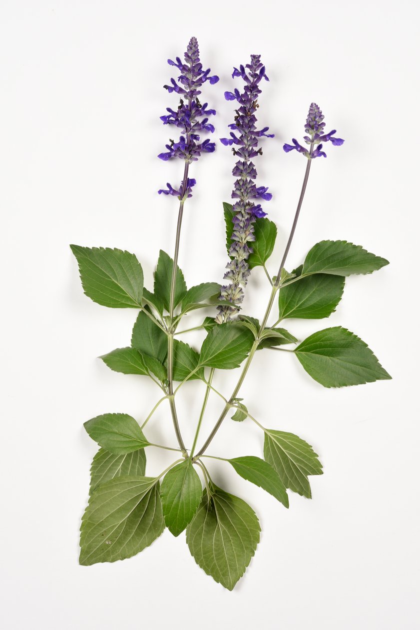Salvia longispicata (s) farinacea/Big Blue/Hybrid-Salbei von Unbekannt