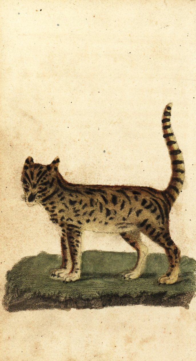 Serval, Leptailurus serval von Unbekannter Künstler
