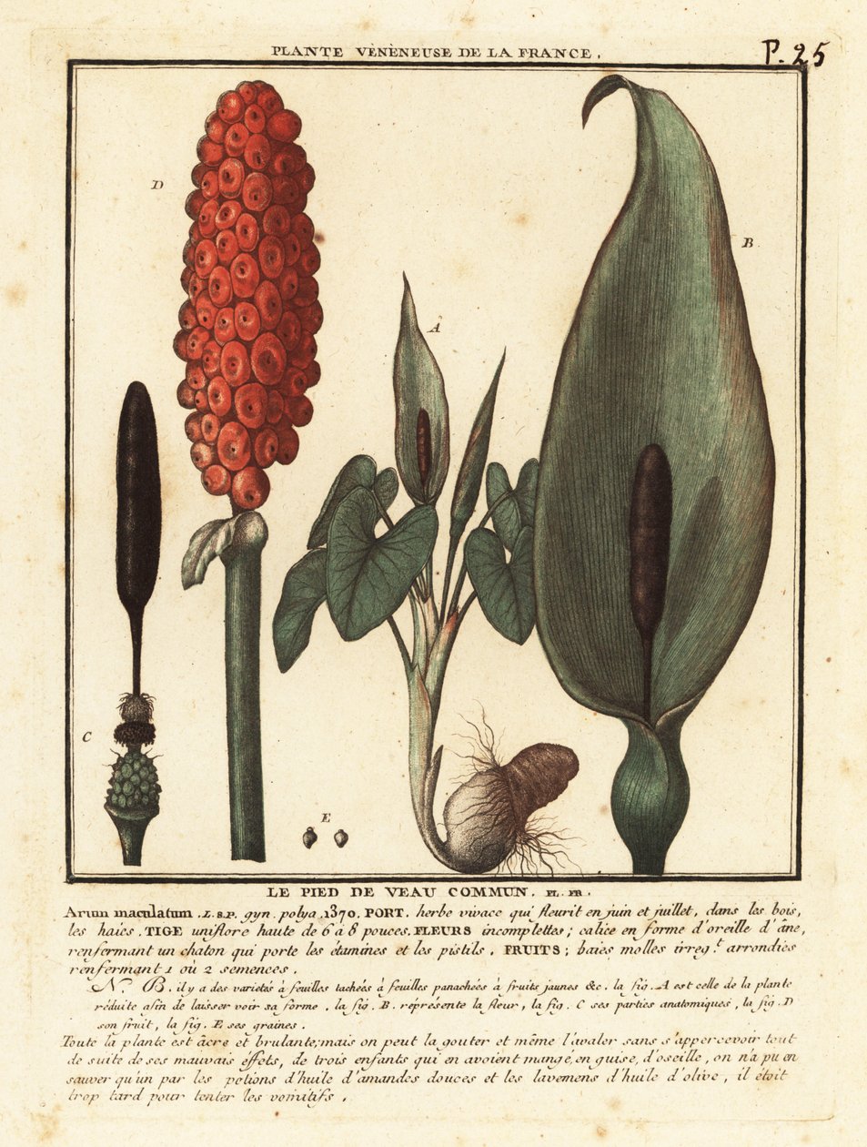 Gefleckter Aronstab, Arum maculatum von Unbekannter Künstler